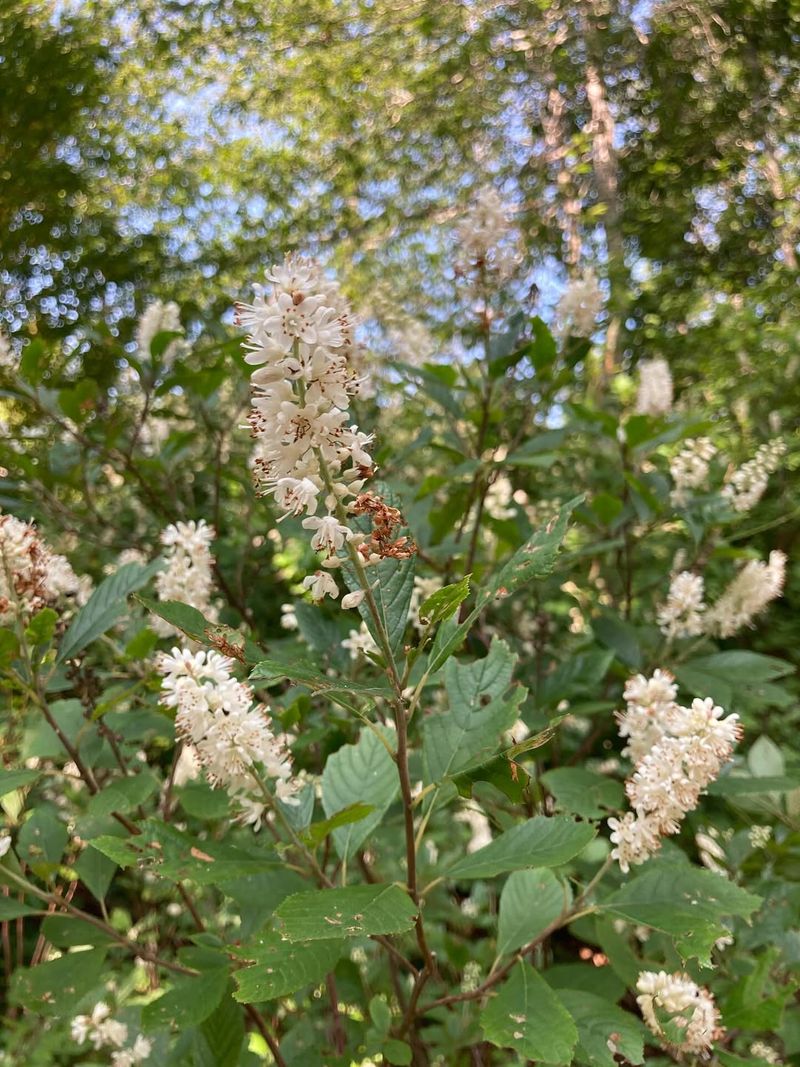 Partial Shade Still Produces Plenty Of Flowers