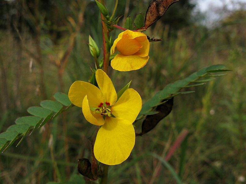 Partridge Pea Adds Airy Color Where Heat Feels Relentless Partridge Pea Adds Airy Color Where Heat Feels Relentless