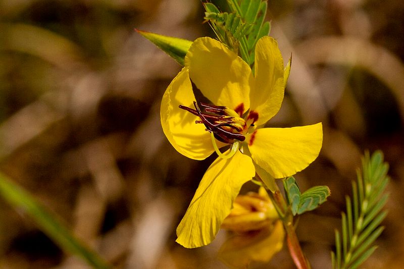 Partridge Pea Brings Fast Native Color To Hot Sandy Soil Partridge Pea Brings Fast Native Color To Hot Sandy Soil