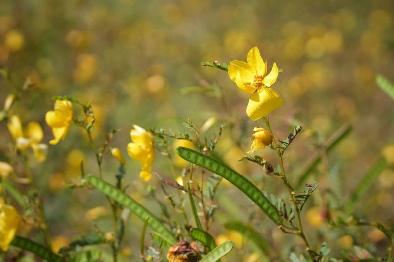 Partridge Pea Keeps Blooming Where Summer Feels Harsh