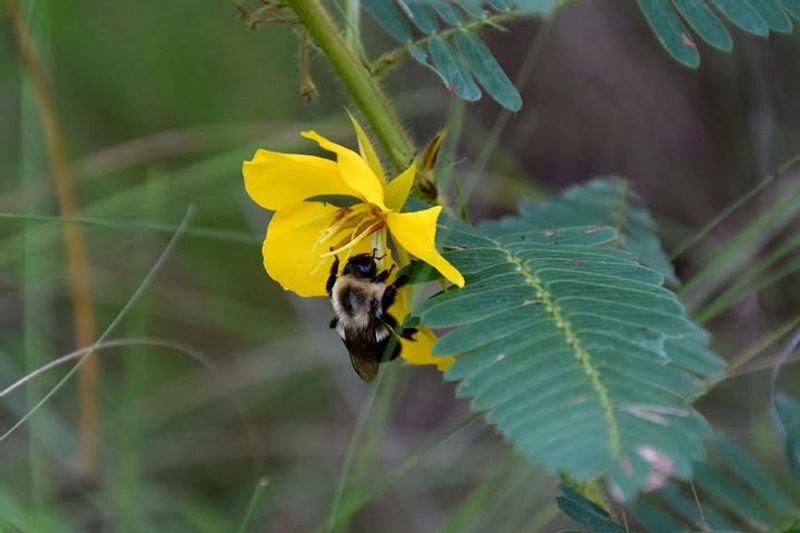 Partridge Pea Supports Pollinators During The Hottest Months Partridge Pea Supports Pollinators During The Hottest Months