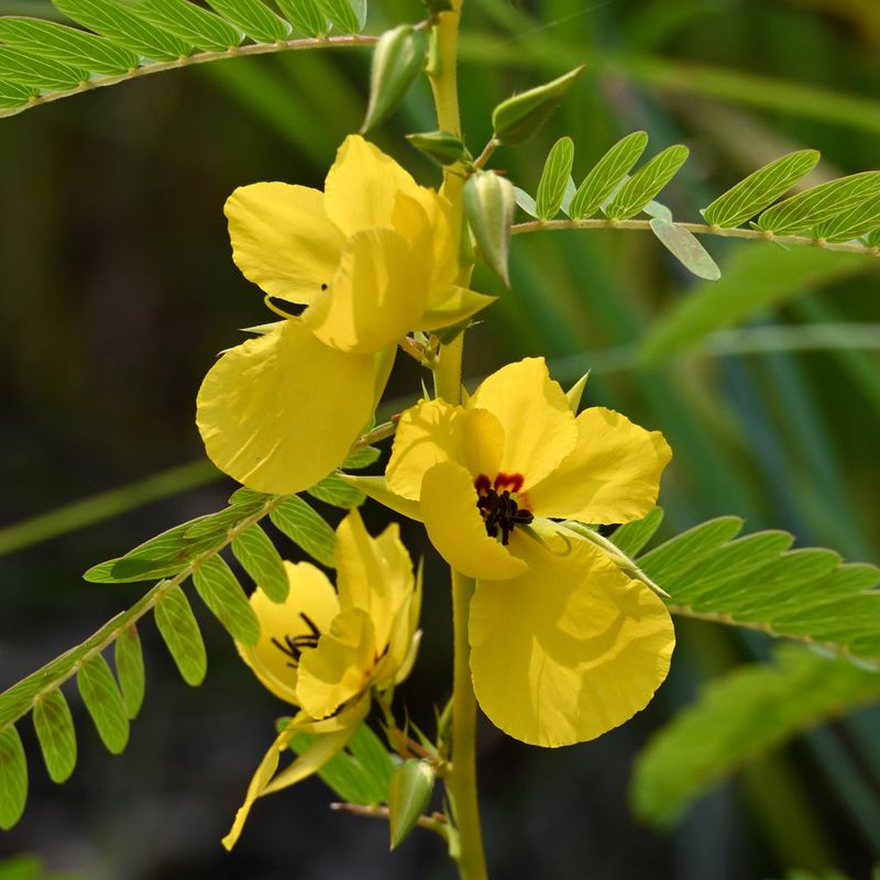 Partridge Pea Partridge Pea