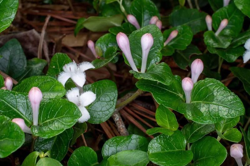 Partridgeberry Covers Bare Ground In Difficult Spots