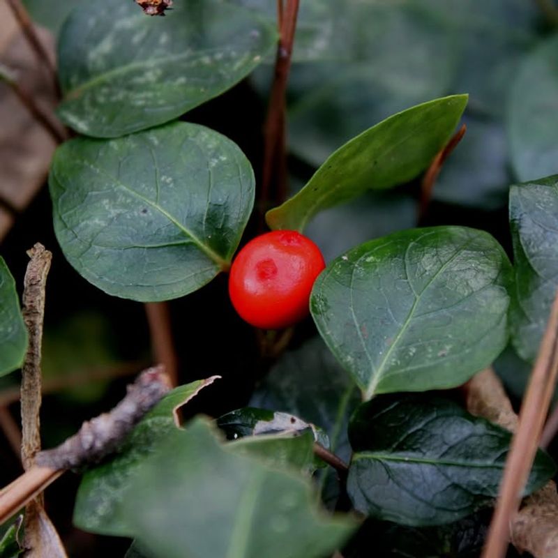 Partridgeberry Creates A Low-Growing Ground Cover Partridgeberry Creates A Low-Growing Ground Cover