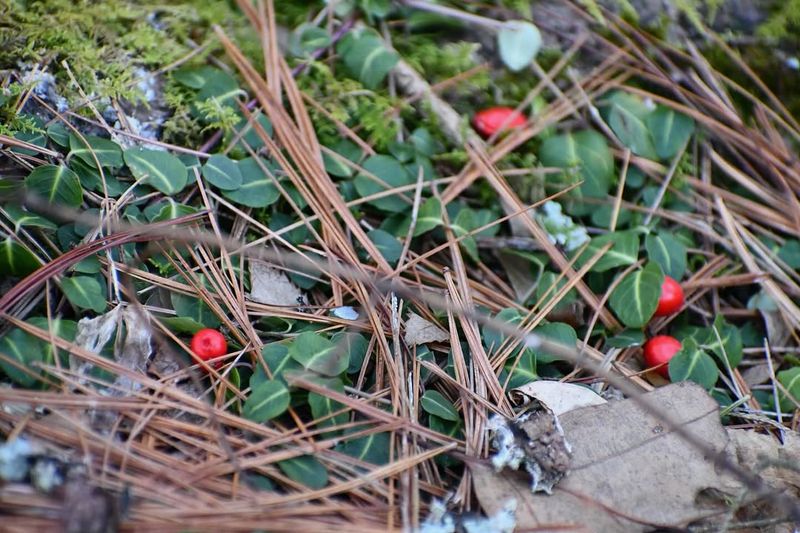 Partridgeberry Creates A Low Woodland Carpet