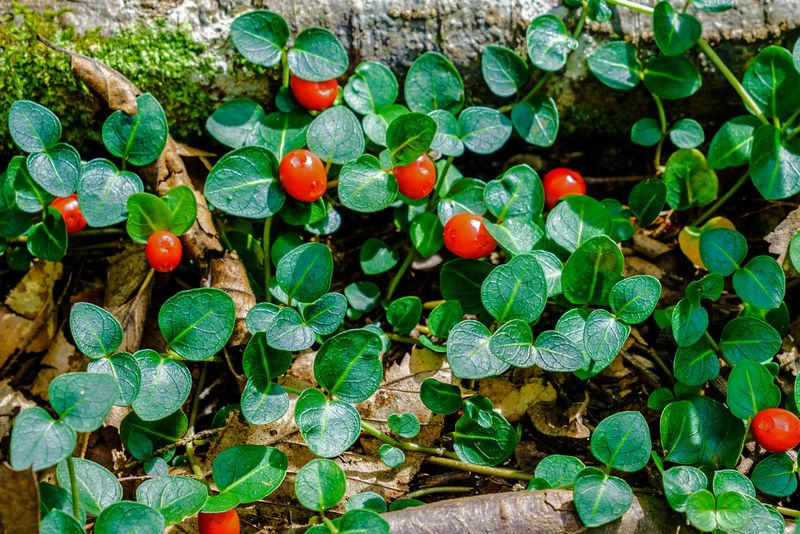 Partridgeberry Creeps Low Under Trees Partridgeberry Creeps Low Under Trees