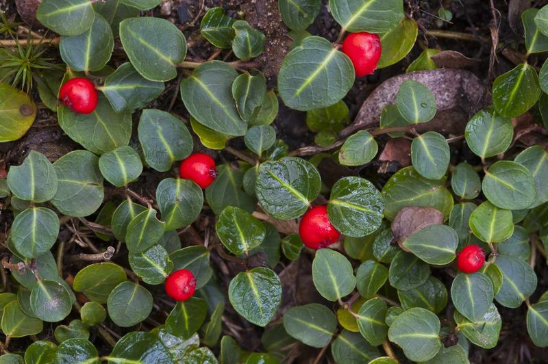 Partridgeberry Forms A Low Evergreen Carpet