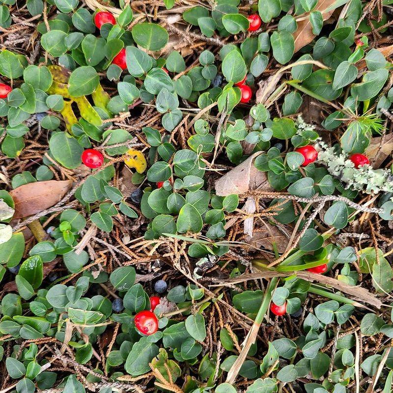 Partridgeberry Forms An Evergreen Carpet