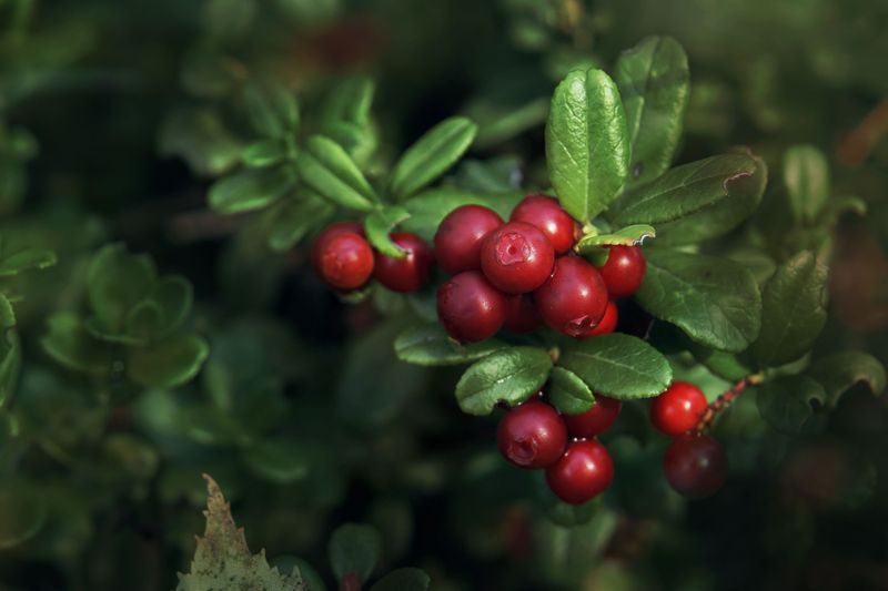 Partridgeberry