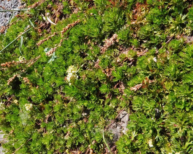 Partridgefoot Forms A Fine-Textured Native Mat Partridgefoot Forms A Fine-Textured Native Mat