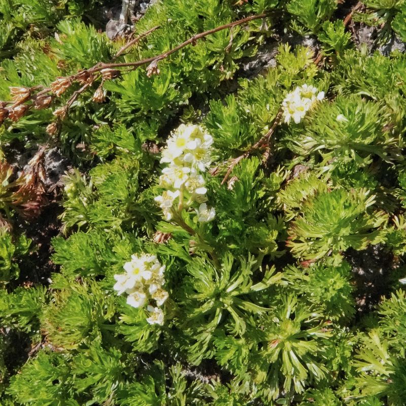 Partridgefoot Forms A Living Native Mat