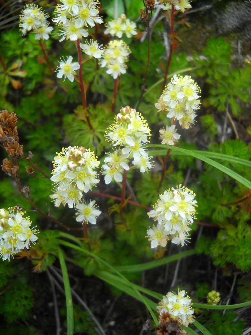 Partridgefoot Partridgefoot