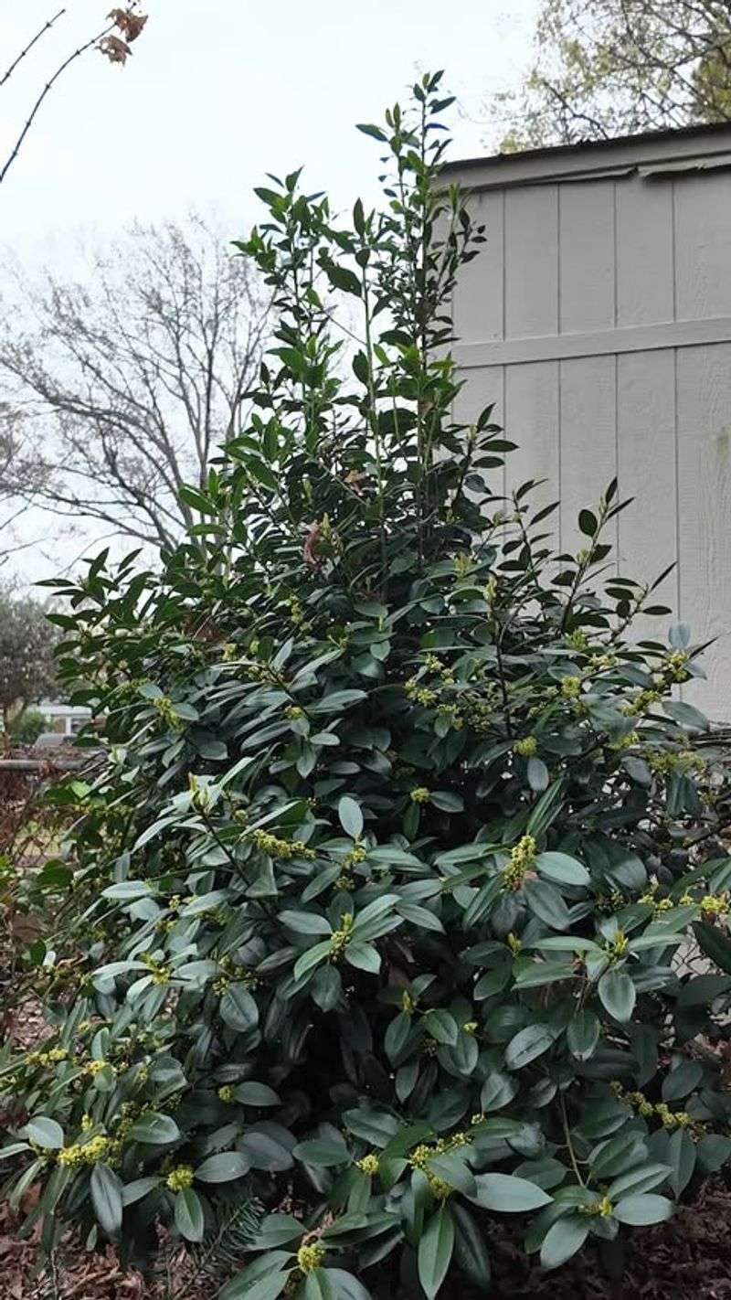 Pass On Burford Holly In Tight Spaces