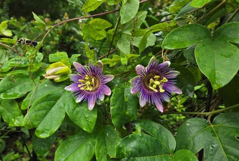 Passionflower Adds Interest Long Before Fall Arrives Passionflower Adds Interest Long Before Fall Arrives