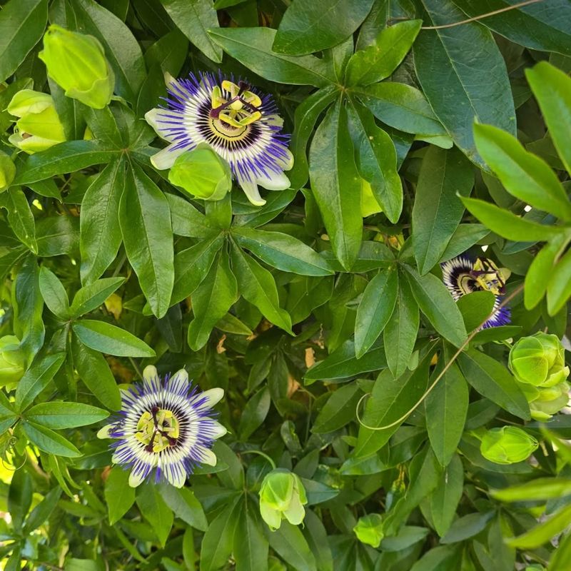 Passionflower Climbs Quickly During Warm Weather