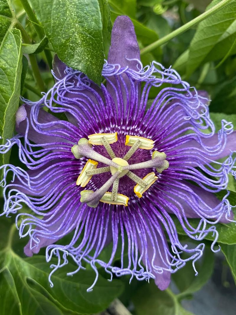 Passionflower Handles Summer Moisture With Wild Purple Style Passionflower Handles Summer Moisture With Wild Purple Style