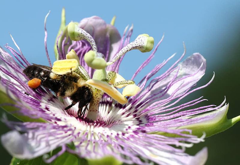 Passionflower Has A Carpenter Bee Connection Passionflower Has A Carpenter Bee Connection