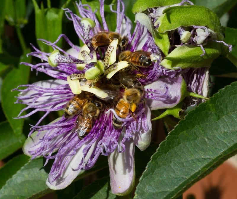 Passionflower Has A Strong Carpenter Bee Link
