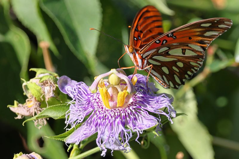 Passionflower Is Missing For Gulf Fritillaries