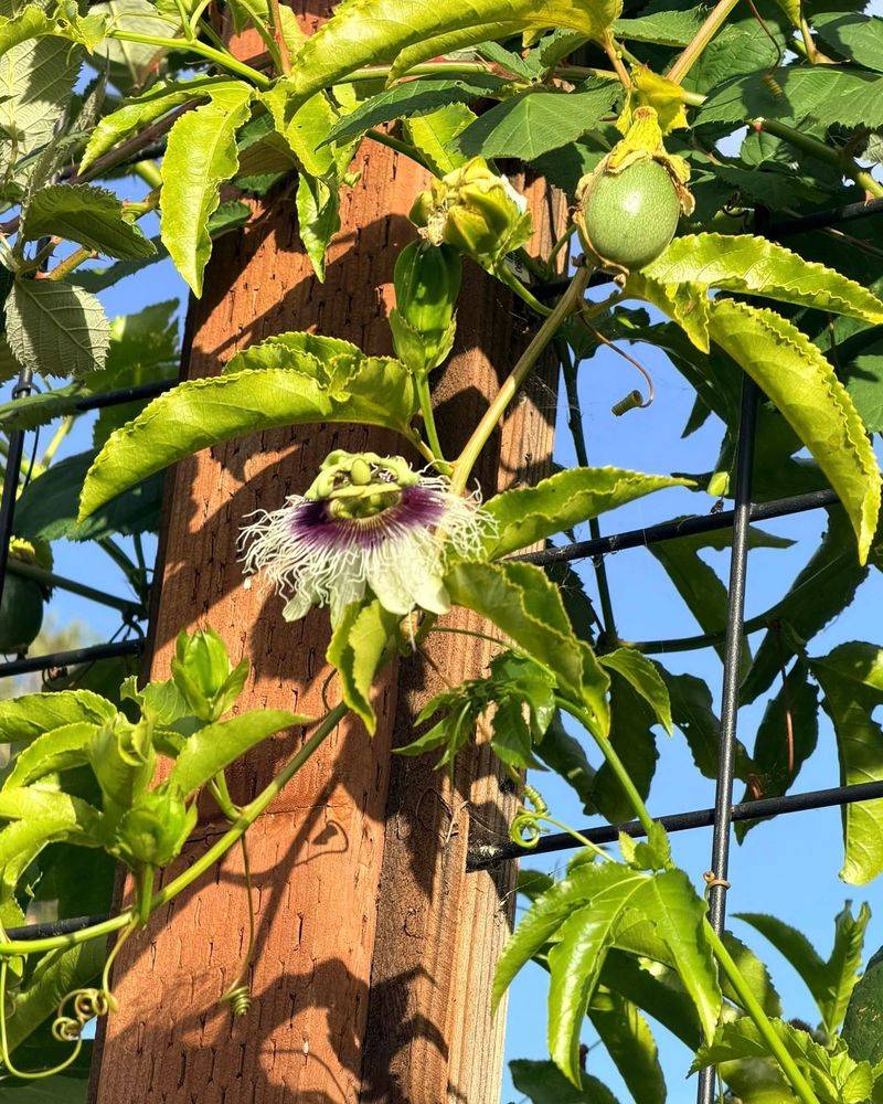 Passionflower Vine Has Fast-Growing Coverage Passionflower Vine Has Fast-Growing Coverage