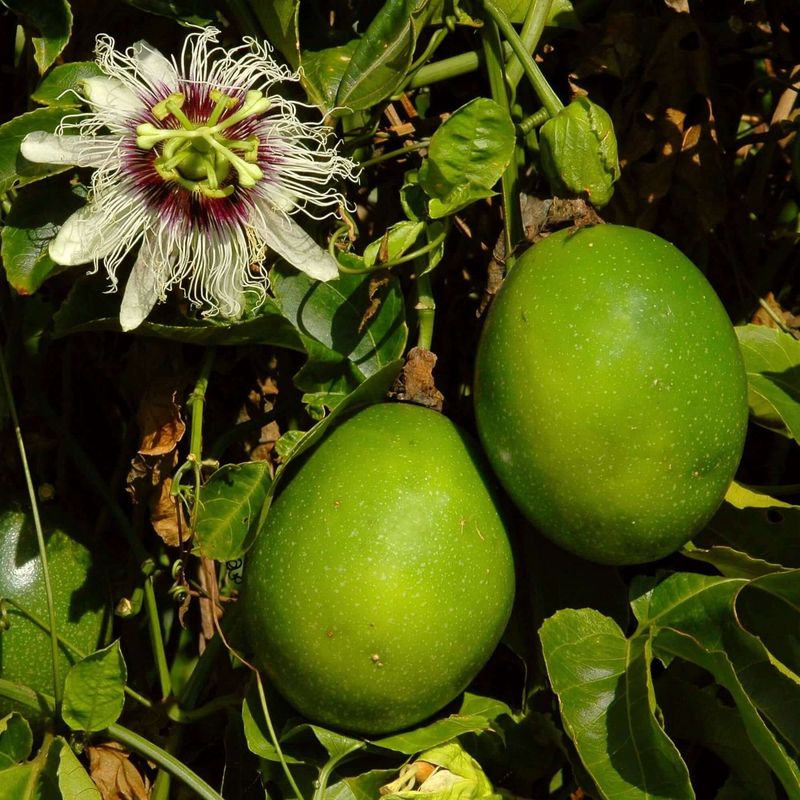 Passionfruit Vine (Passiflora Incarnata)