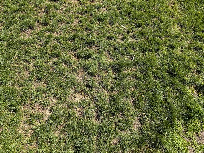 Patchy Or Thinning Lawn Areas