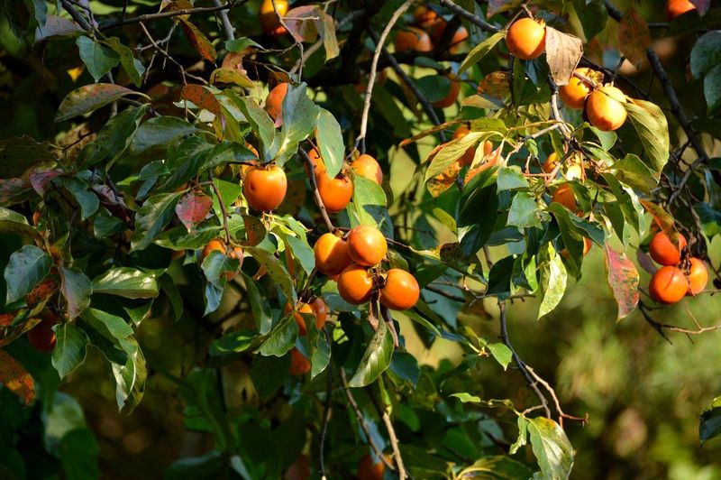 Patient Gardeners Get Long-Term Rewards