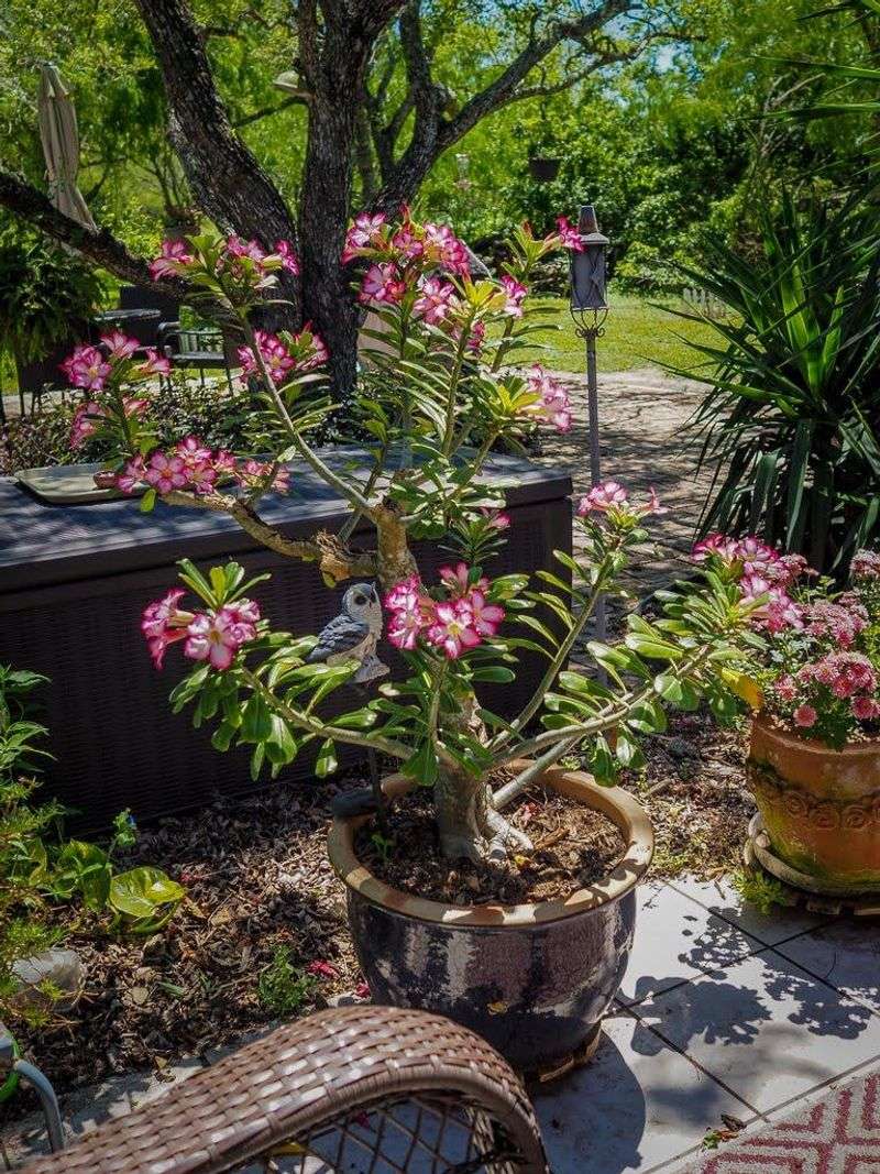 Patio Plants May Need A Brighter Spot
