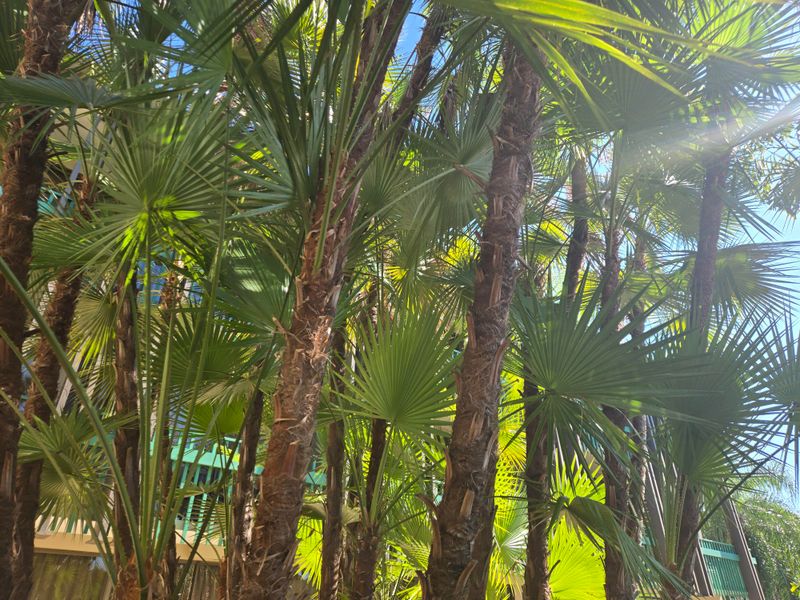 Paurotis Palm Stays Multi-Stemmed And Manageable Paurotis Palm Stays Multi-Stemmed And Manageable