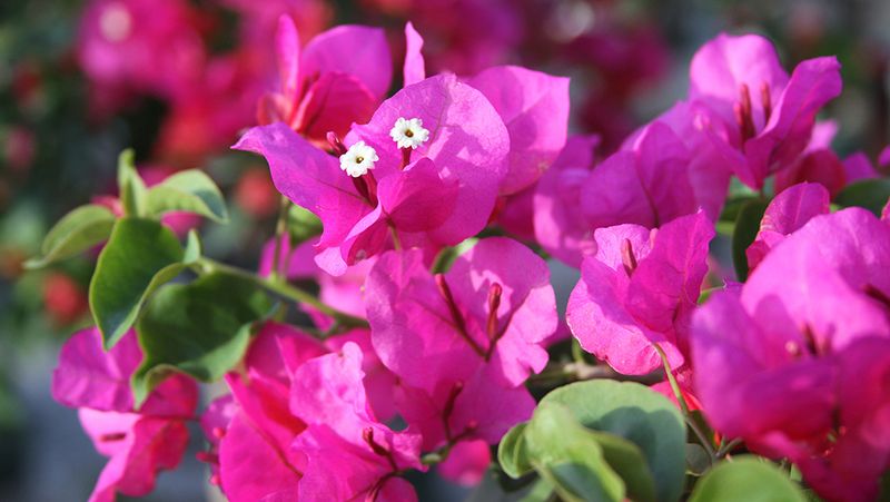 Pause Fertilizer Until Fresh Growth Returns Pause Fertilizer Until Fresh Growth Returns