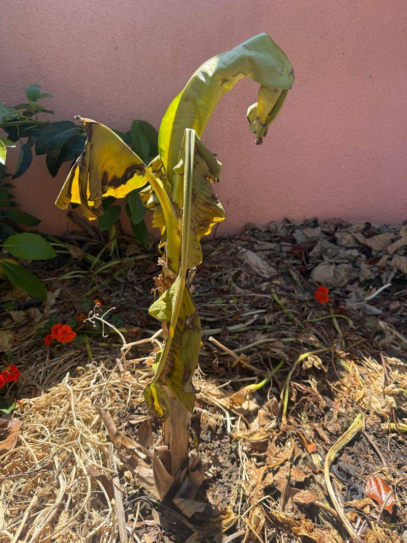 Pause Fertilizer Until Growth Looks Stable Again