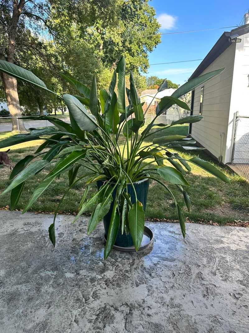 Pause Fertilizer Until New Growth Returns