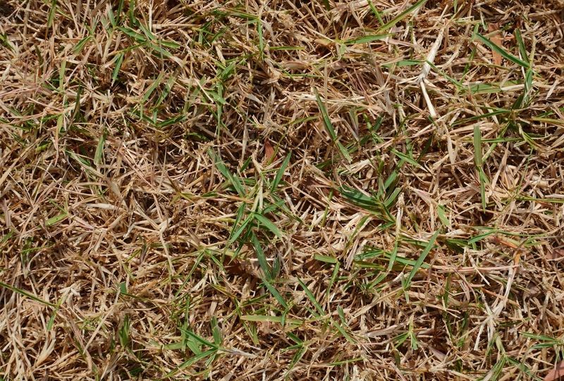 Pause Fertilizer Until The Lawn Starts Recovering Pause Fertilizer Until The Lawn Starts Recovering