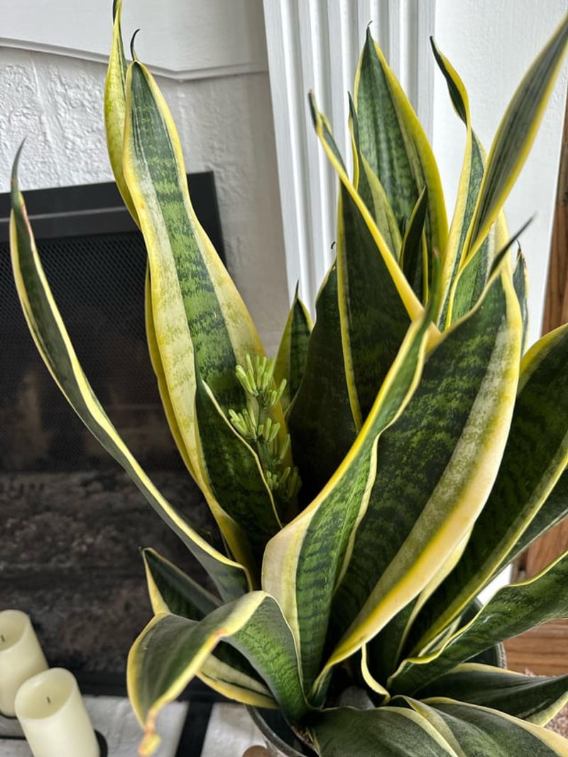 Pause Heavy Feeding During Heat Stress