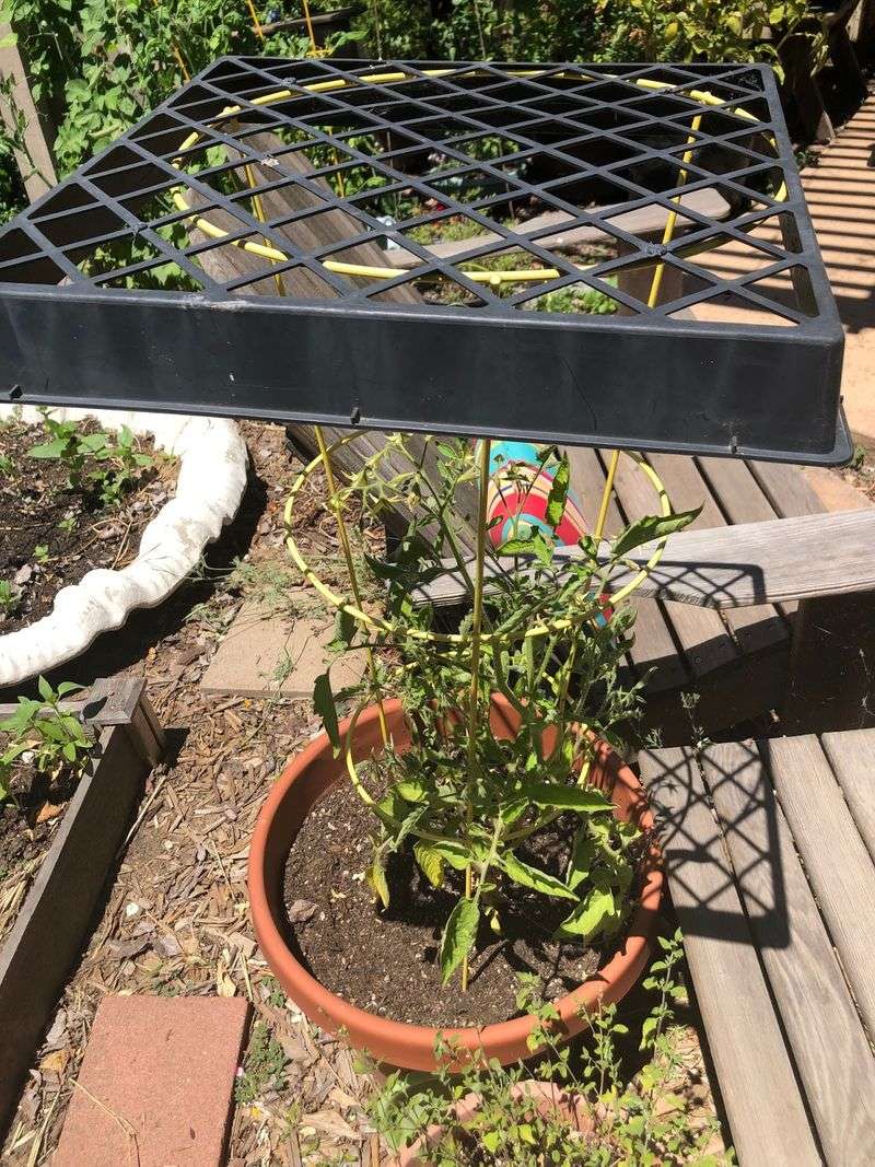 Pause Heavy Feeding Until New Growth Returns