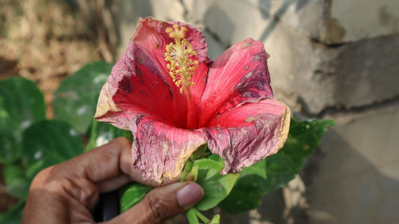 Pause Heavy Fertilizer During Heat Stress Pause Heavy Fertilizer During Heat Stress