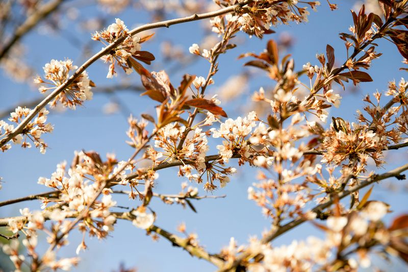Pawnee Buttes Sand Cherry