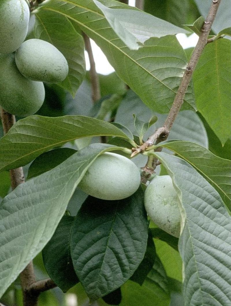 Pawpaw Pawpaw