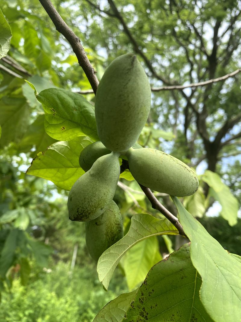Pawpaw 