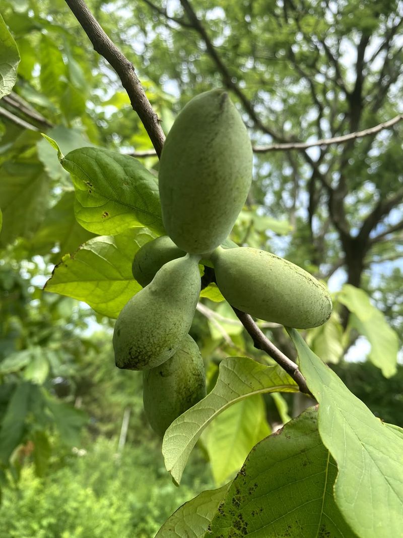 Pawpaw Brings Woodland Shade And Fruit
