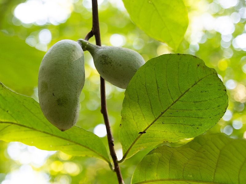 Pawpaw Keeps Fruit Production Manageable In Northern Spots Pawpaw Keeps Fruit Production Manageable In Northern Spots
