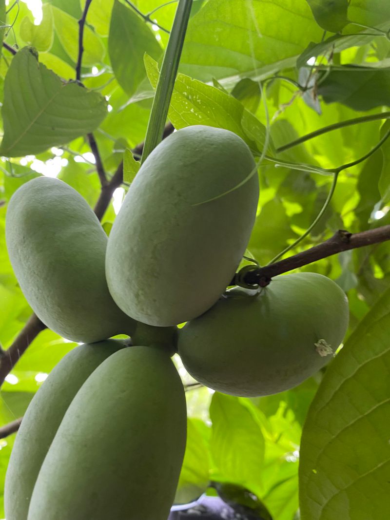 Pawpaw Needs Less Fuss Than Many Orchard Fruits