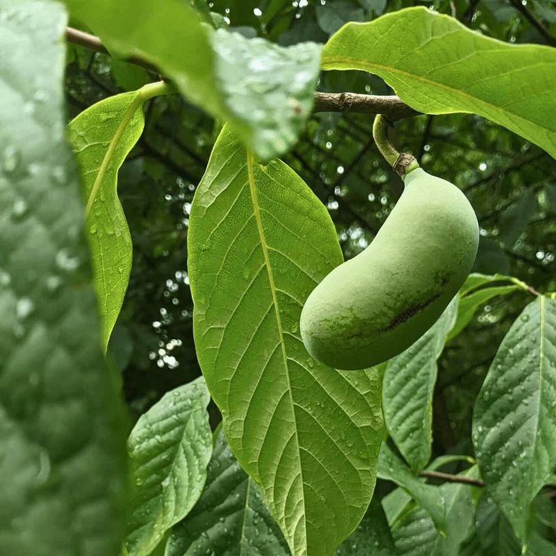 Pawpaw Pawpaw
