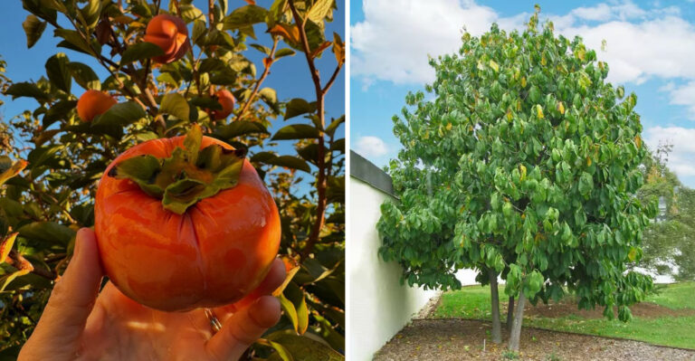Pawpaws And Persimmons Are North Carolina Natives Almost Nobody Plants But Everyone Should