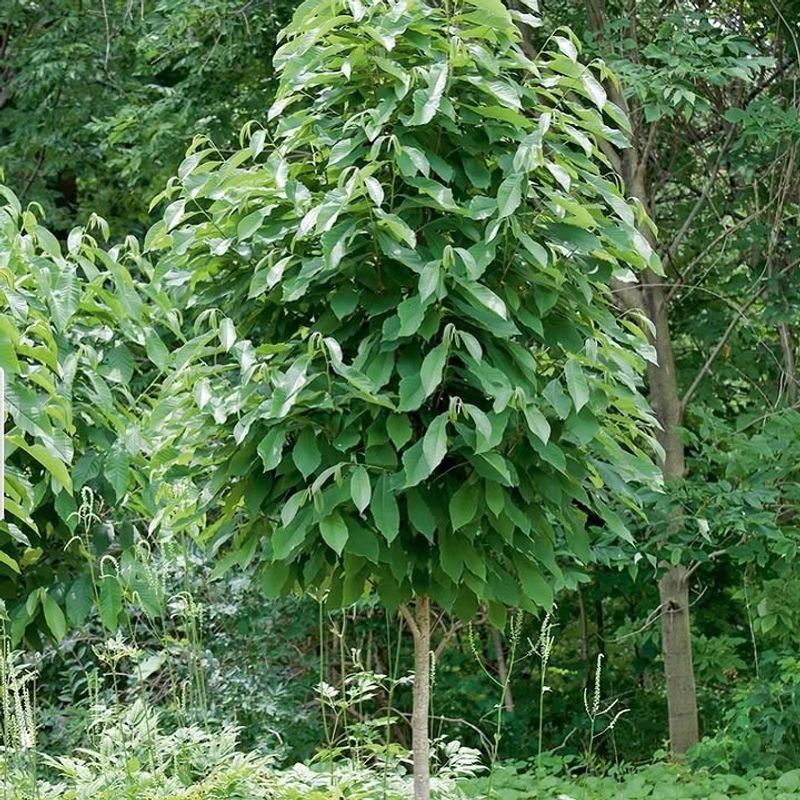 Pawpaws Can Handle Woodland-Style Garden Spots Pawpaws Can Handle Woodland-Style Garden Spots