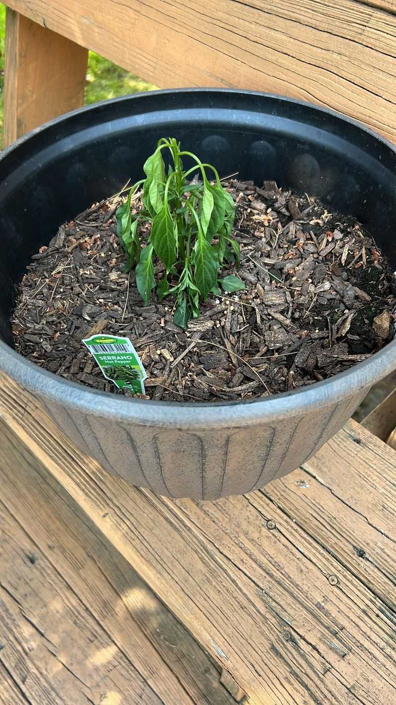 Pay Attention To Heat-Stressed Plants