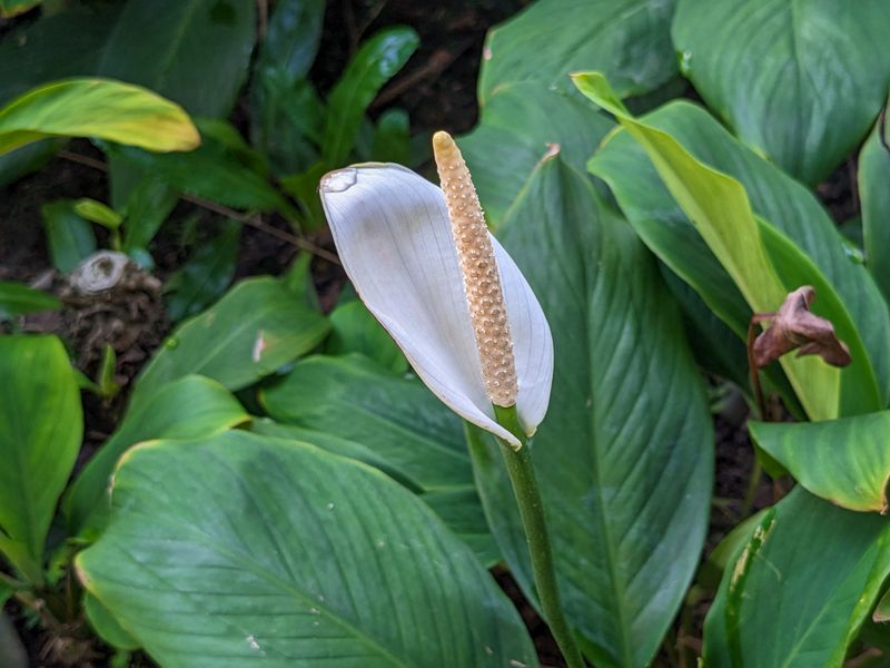 Peace Lilies Belong In Deep Shade During Summer