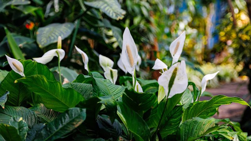 Peace Lilies Belong In Pots With Deep Shade Peace Lilies Belong In Pots With Deep Shade