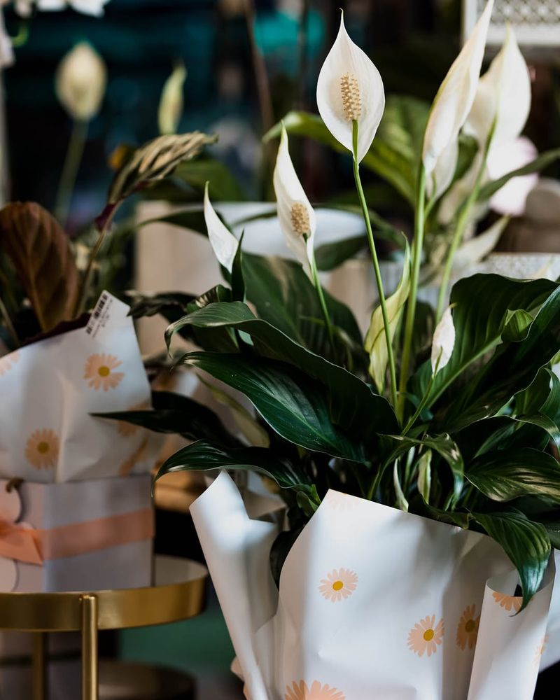 Peace Lily For A Quiet Bedroom Corner