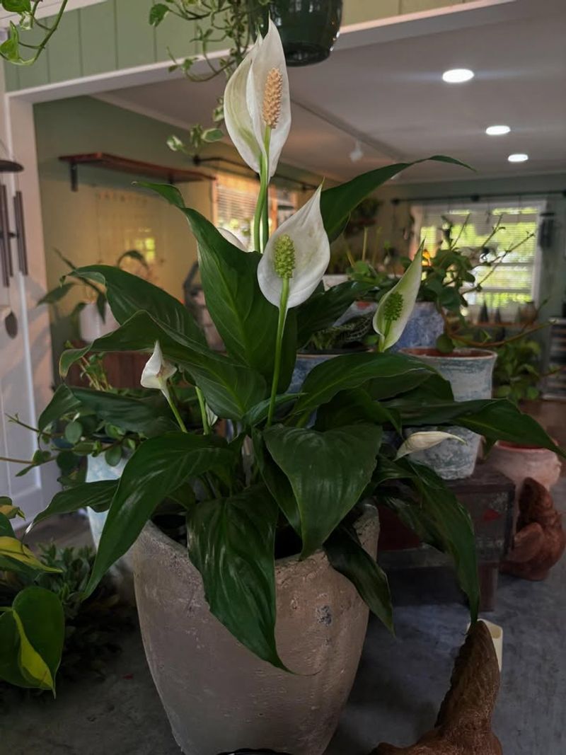 Peace Lily